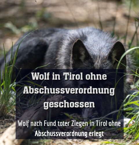Wolf nach Fund toter Ziegen in Tirol ohne Abschussverordnung erlegt