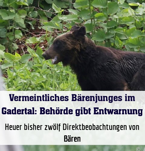 Heuer bisher zwölf Direktbeobachtungen von Bären