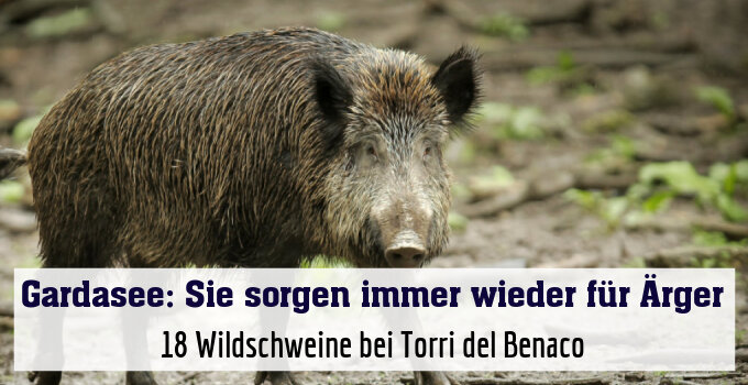 18 Wildschweine bei Torri del Benaco
