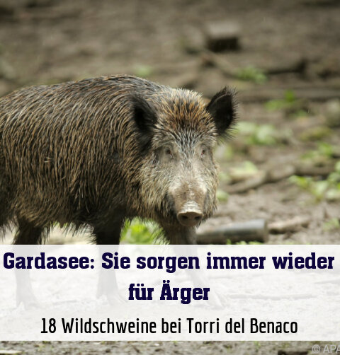 18 Wildschweine bei Torri del Benaco