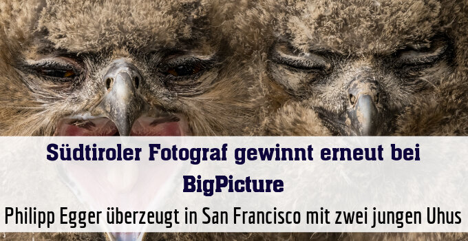 Philipp Egger überzeugt in San Francisco mit zwei jungen Uhus