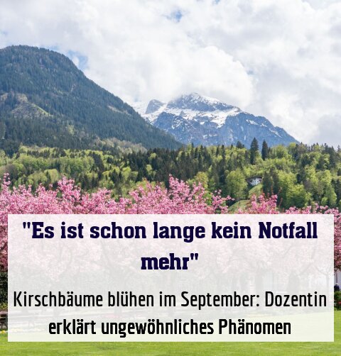 Kirschbäume blühen im September: Dozentin erklärt ungewöhnliches Phänomen