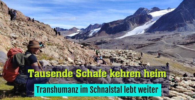 Transhumanz im Schnalstal lebt weiter