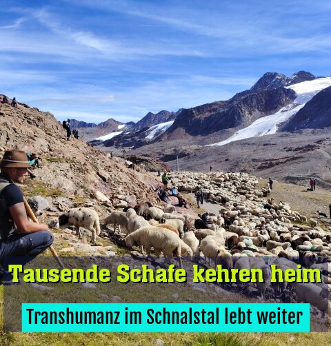 Transhumanz im Schnalstal lebt weiter
