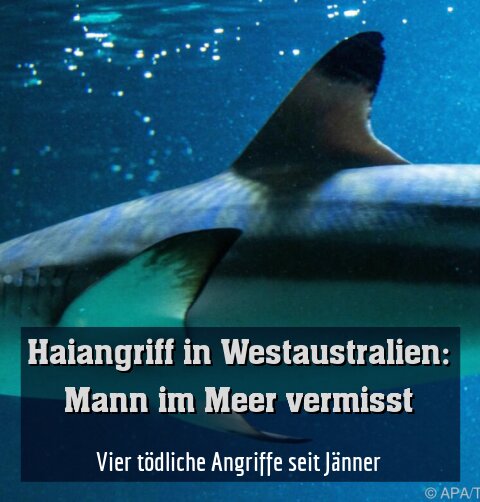 Vier tödliche Angriffe seit Jänner