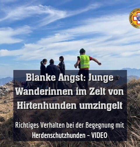 Richtiges Verhalten bei der Begegnung mit Herdenschutzhunden – VIDEO