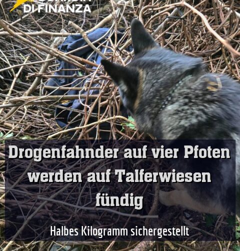 Halbes Kilogramm sichergestellt