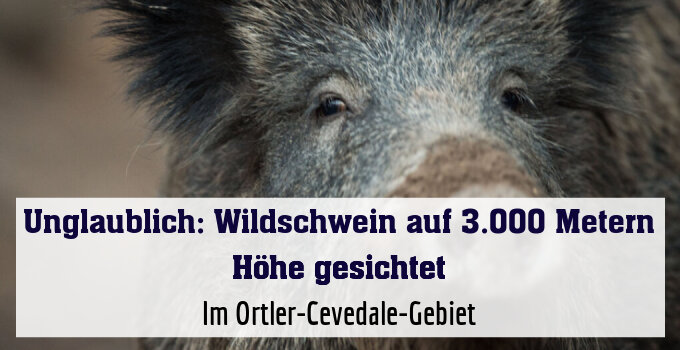 Im Ortler-Cevedale-Gebiet