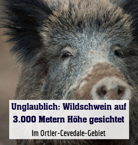 Im Ortler-Cevedale-Gebiet