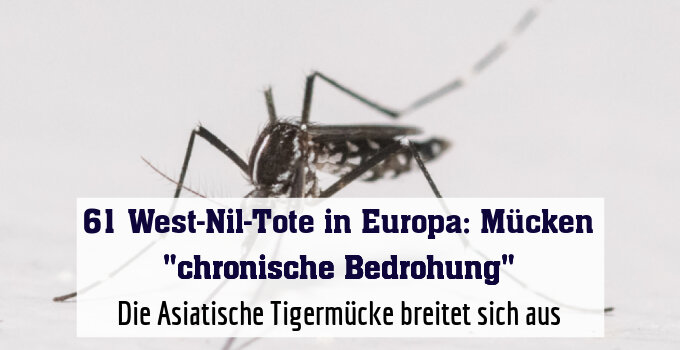 Die Asiatische Tigermücke breitet sich aus