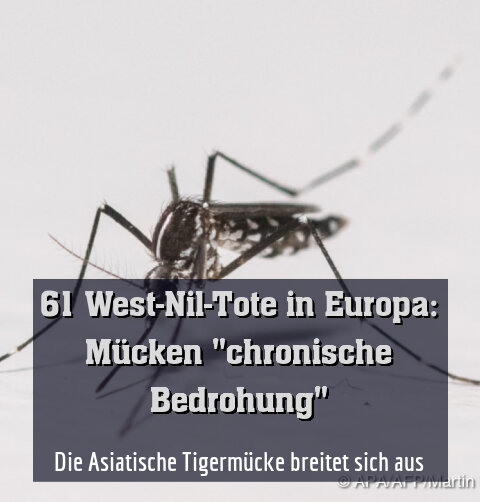 Die Asiatische Tigermücke breitet sich aus