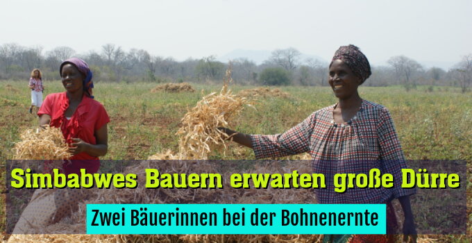 Zwei Bäuerinnen bei der Bohnenernte