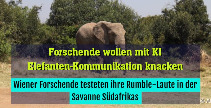 Wiener Forschende testeten ihre Rumble-Laute in der Savanne Südafrikas