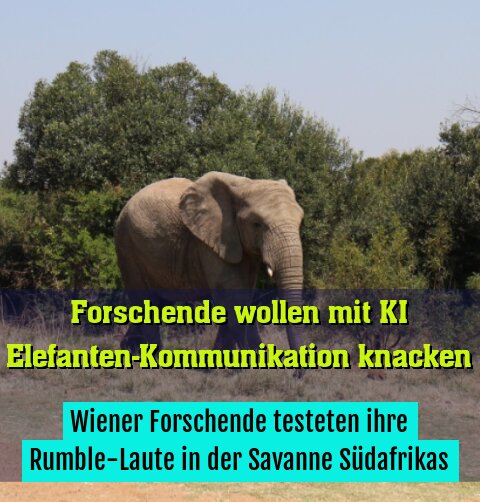 Wiener Forschende testeten ihre Rumble-Laute in der Savanne Südafrikas