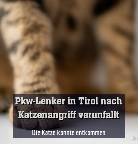 Die Katze konnte entkommen