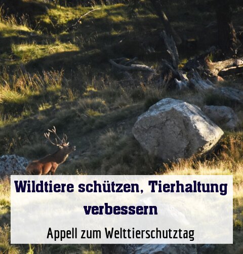 Appell zum Welttierschutztag