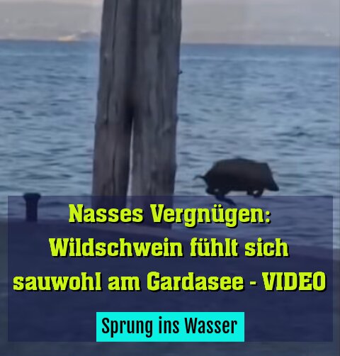 Sprung ins Wasser