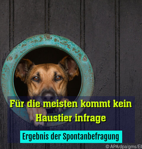 Ergebnis der Spontanbefragung