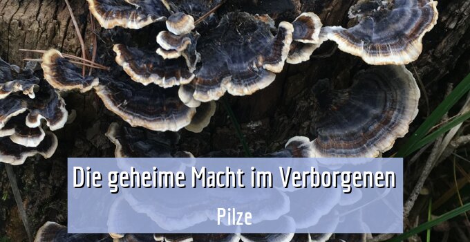 Pilze
