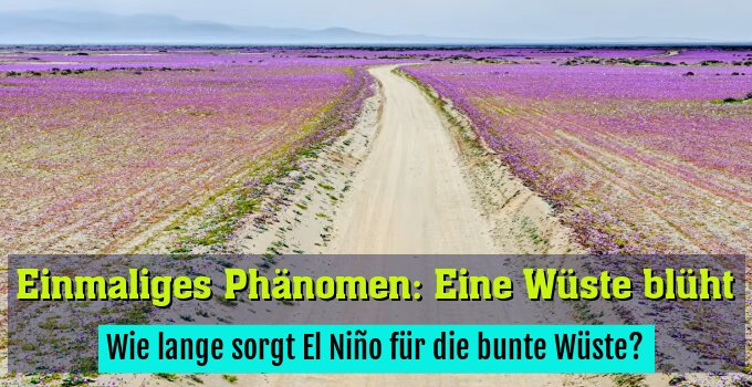 Wie lange sorgt El Niño für die bunte Wüste?