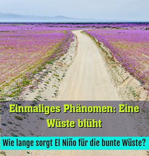 Wie lange sorgt El Niño für die bunte Wüste?