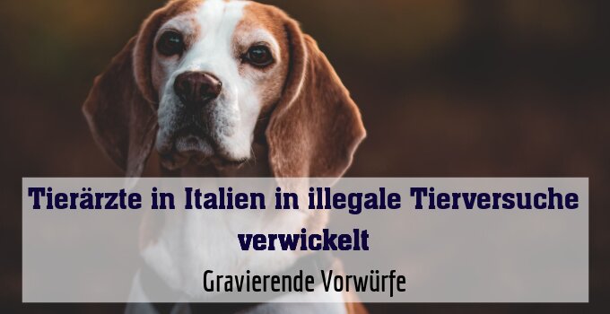 Gravierende Vorwürfe