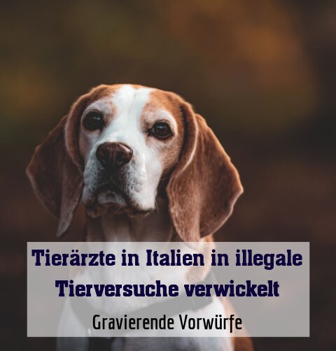 Gravierende Vorwürfe