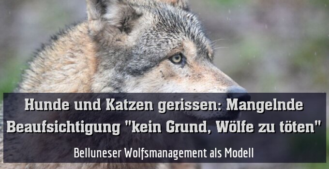 Belluneser Wolfsmanagement als Modell