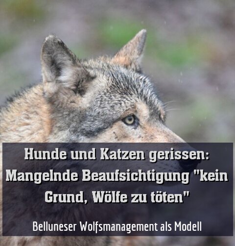 Belluneser Wolfsmanagement als Modell