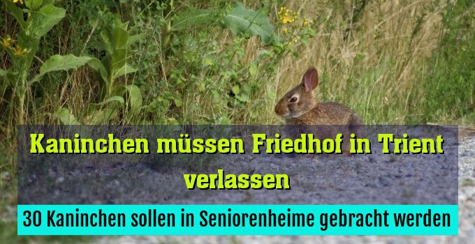 30 Kaninchen sollen in Seniorenheime gebracht werden