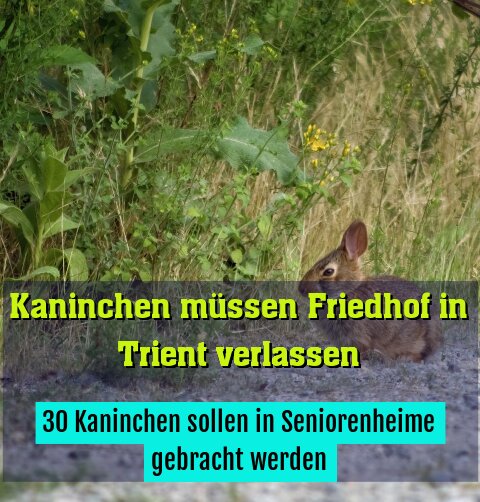 30 Kaninchen sollen in Seniorenheime gebracht werden