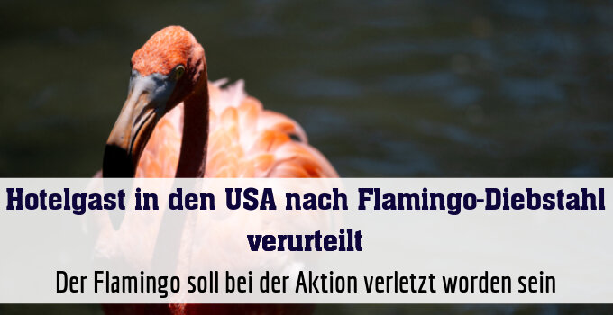 Der Flamingo soll bei der Aktion verletzt worden sein