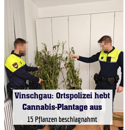 15 Pflanzen beschlagnahmt