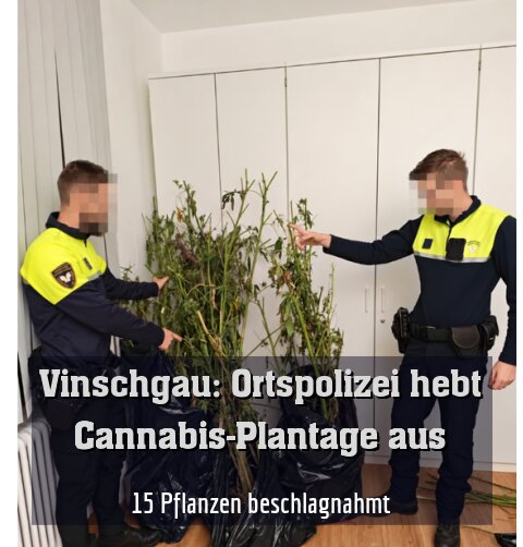 15 Pflanzen beschlagnahmt