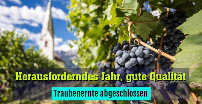 Traubenernte abgeschlossen