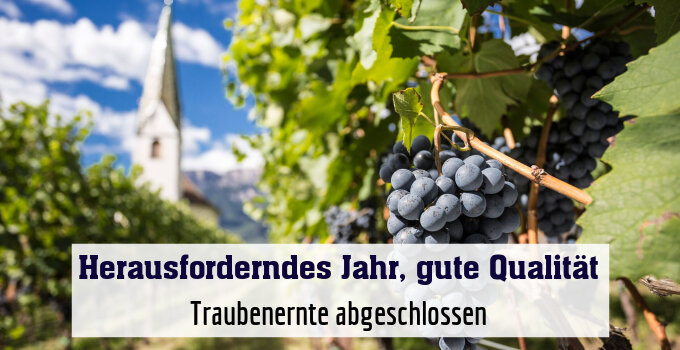 Traubenernte abgeschlossen