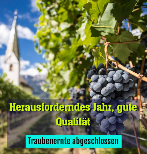 Traubenernte abgeschlossen
