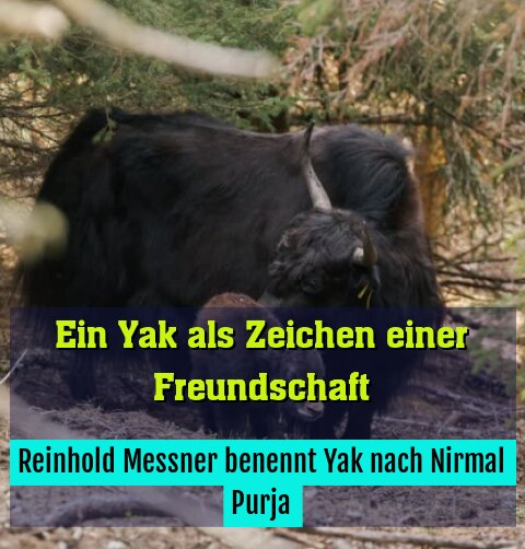 Reinhold Messner benennt Yak nach Nirmal Purja