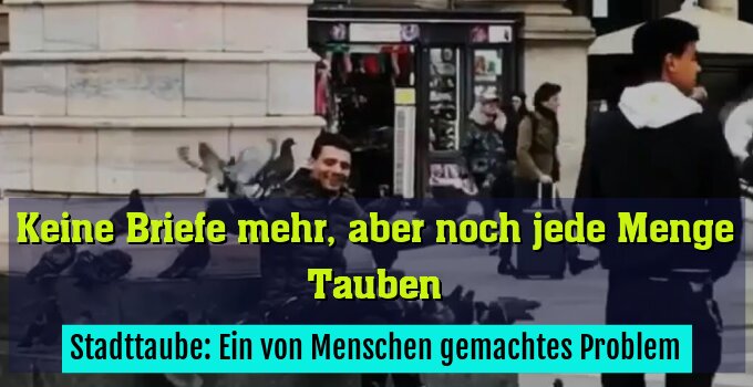 Stadttaube: Ein von Menschen gemachtes Problem