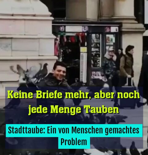 Stadttaube: Ein von Menschen gemachtes Problem