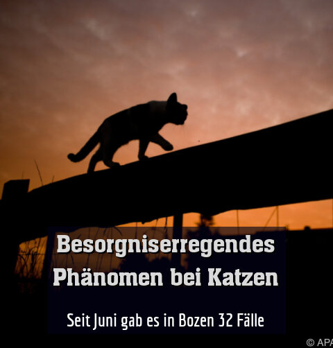 Seit Juni gab es in Bozen 32 Fälle