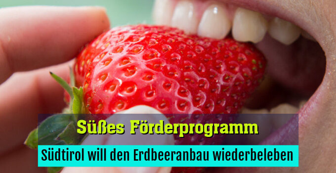 Südtirol will den Erdbeeranbau wiederbeleben