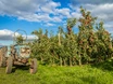 Drittwärmster Sommer seit 1850: Die Apfelplantagen leiden 