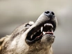 Wolf platzt in Grillfeier und geht auf Zweijährigen los – Hund getötet