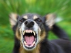Südtiroler hat Schäferhund nicht im Griff: Paar in Tirol gebissen