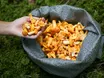Verzweifelte Italiener: Kaum Pilze in den Wäldern