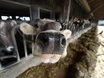 Milch-Krise in Italien: Hitze lässt Preise explodieren