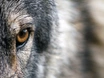 Nach wiederholten Rissen: Schadwolf in Enneberg entnommen