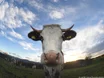 Südtirol: Wander-Urlauber von Kuh-Herde angegriffen