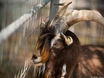 Ziege stirbt im Tiergehege des Lido